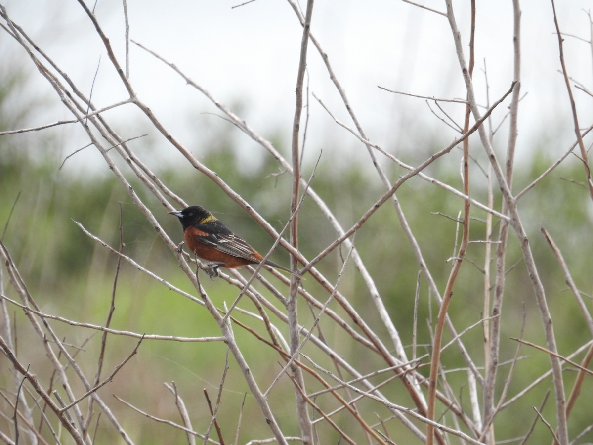 Orchard Oriole - ML617964241