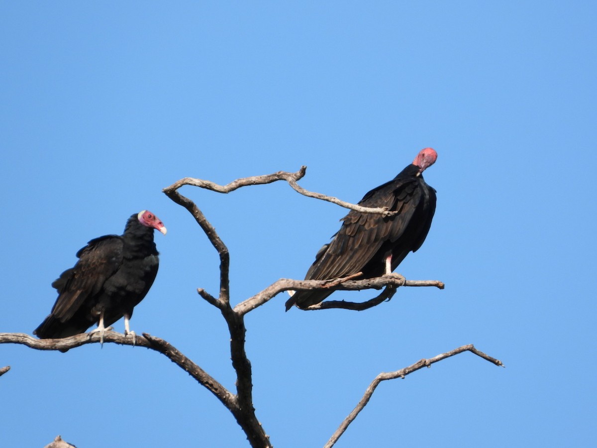 Turkey Vulture - AC Verbeek
