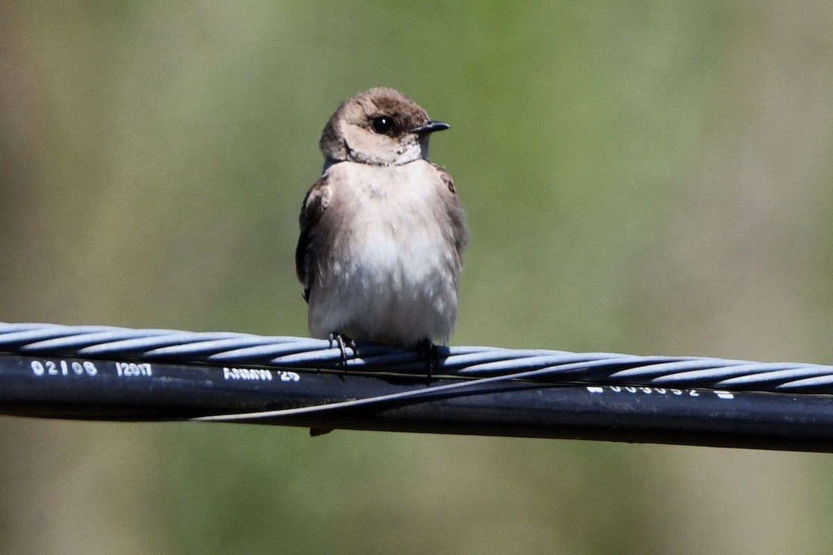 Northern Rough-winged Swallow - ML617964265