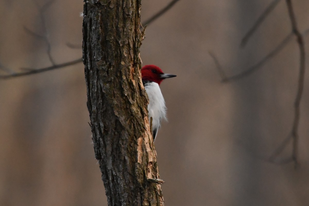 Red-headed Woodpecker - ML617964309