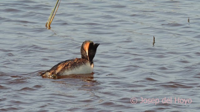 Great Crested Grebe - ML617964313