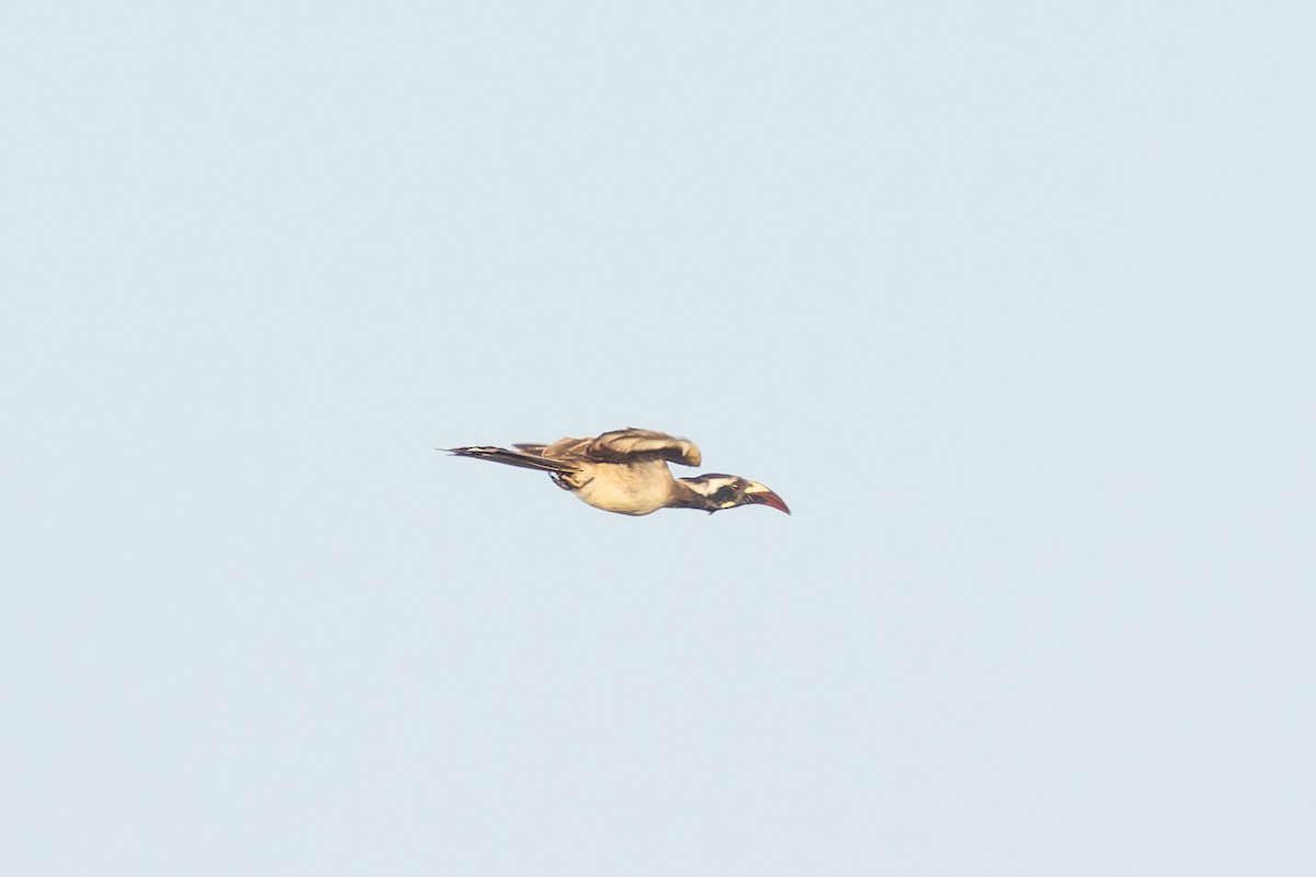 African Gray Hornbill - ML617964315