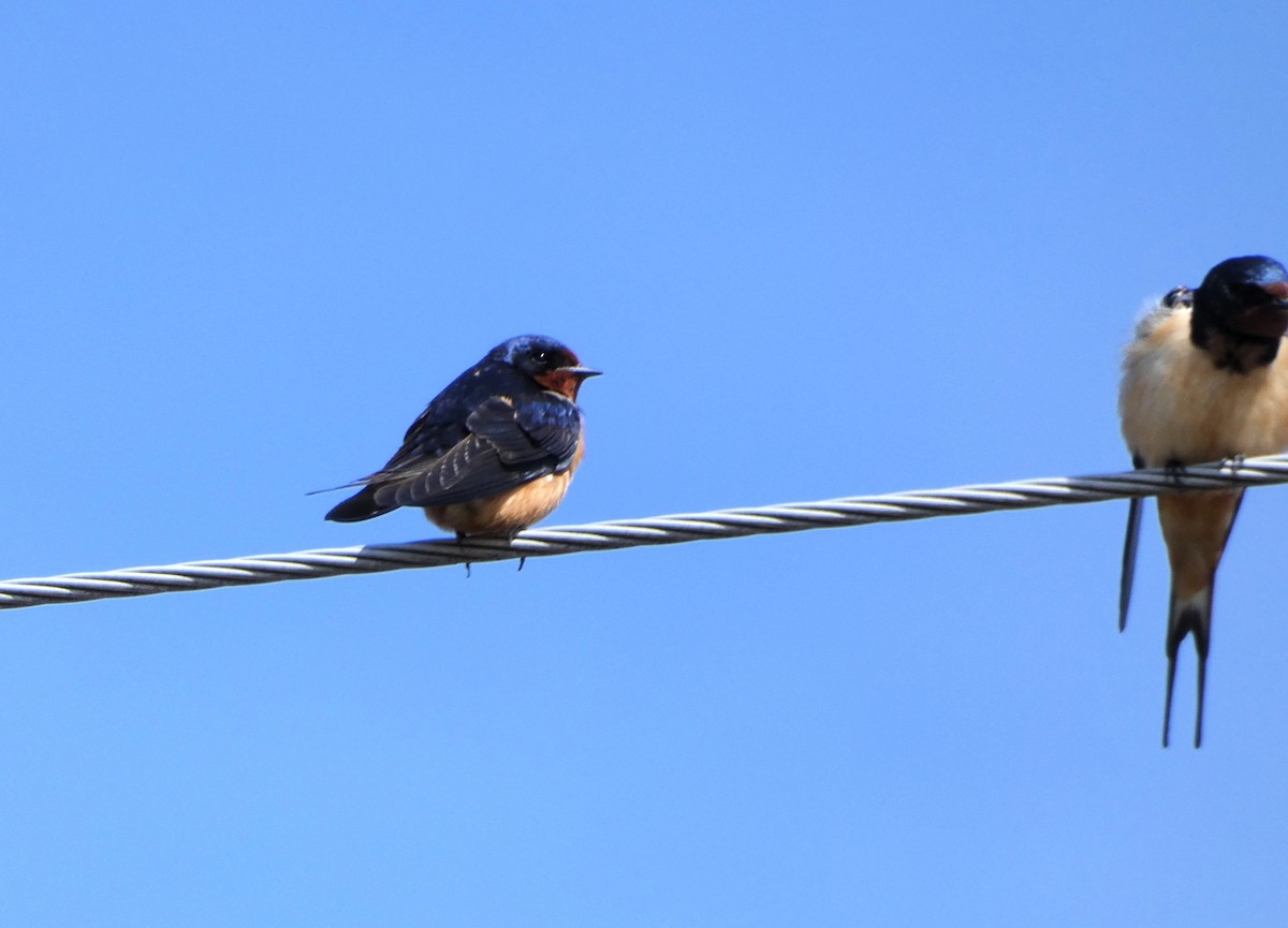 Barn Swallow (American) - ML617964350
