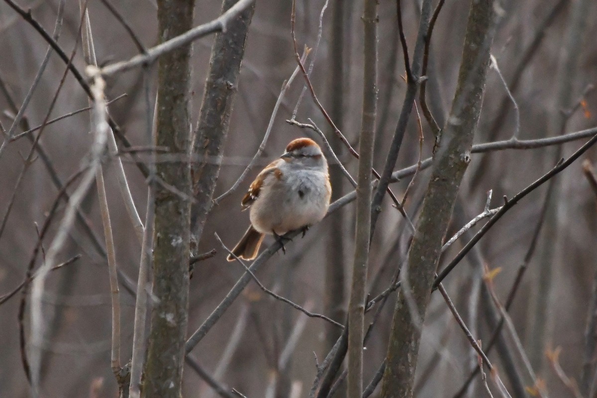American Tree Sparrow - ML617964360