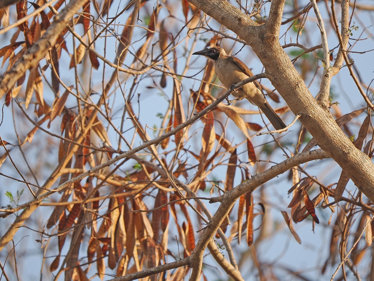 Helmeted Friarbird (Tenggara) - ML617964361