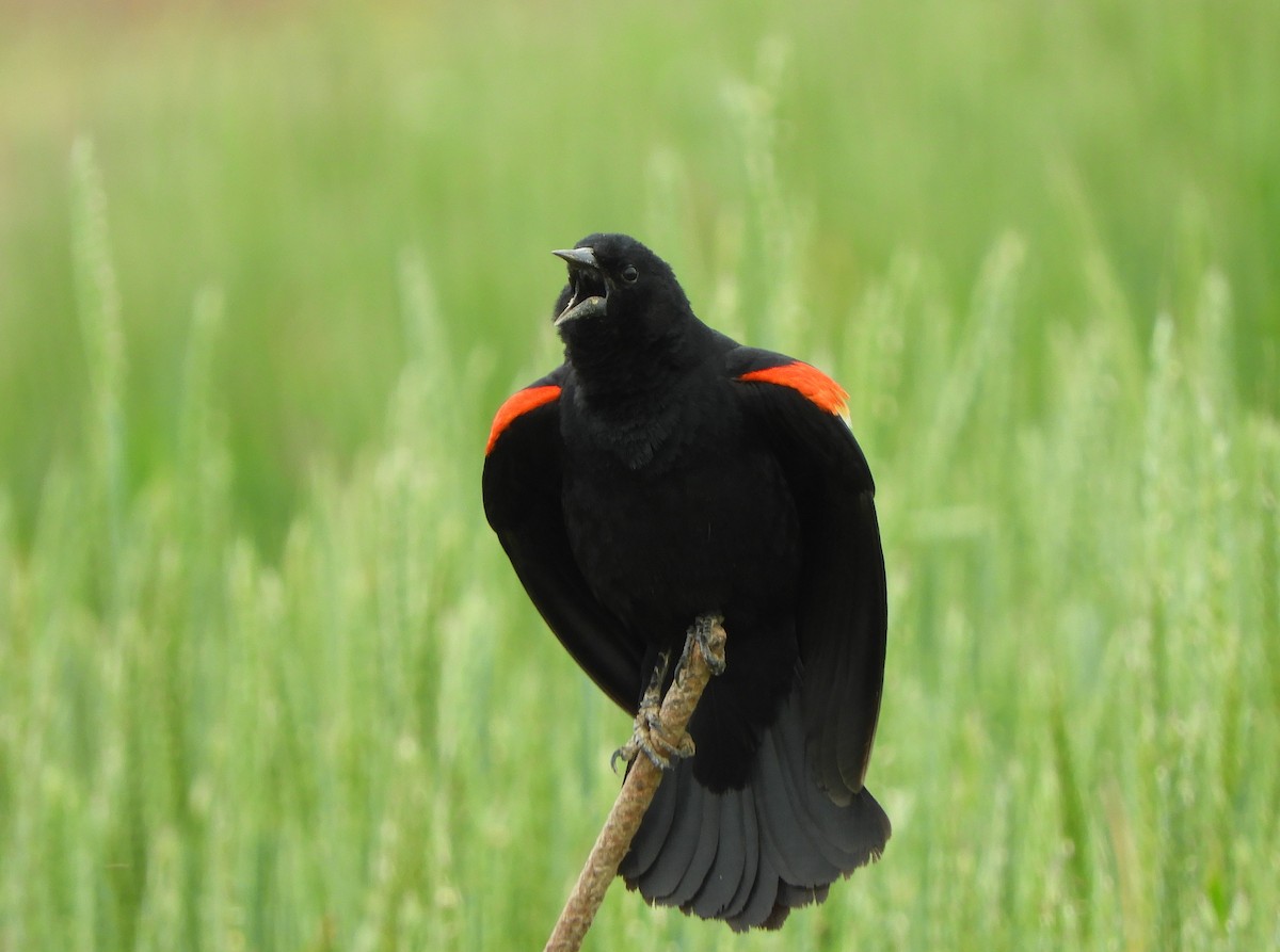 Red-winged Blackbird - Joe Neal