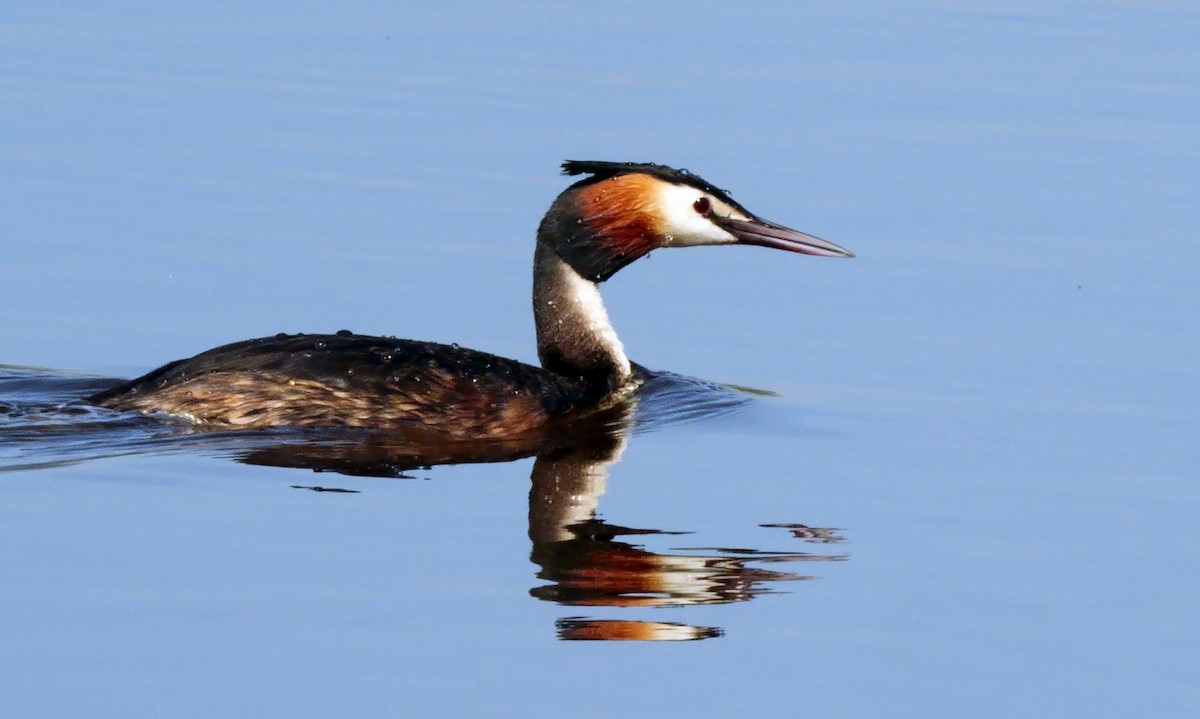 Great Crested Grebe - ML617964385