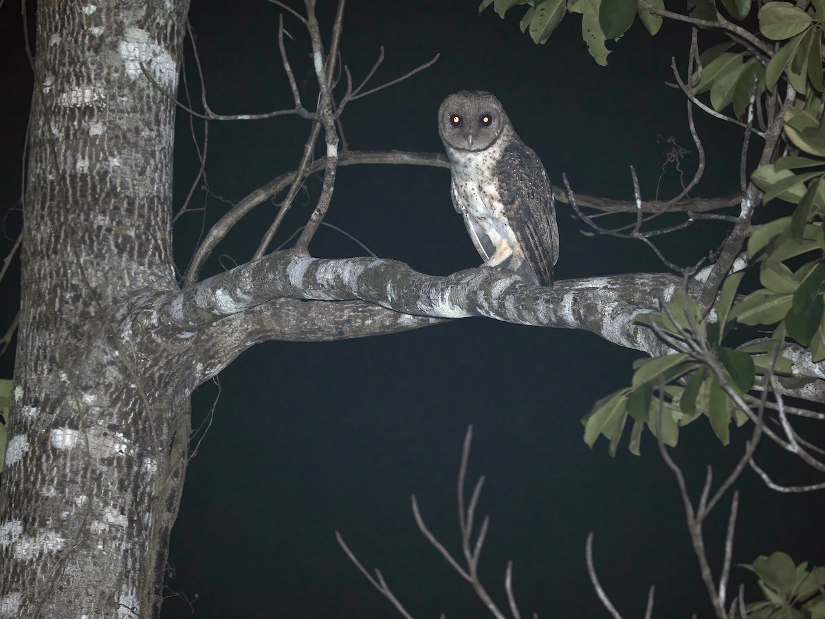 Lesser Masked-Owl (Tanimbar) - ML617964406