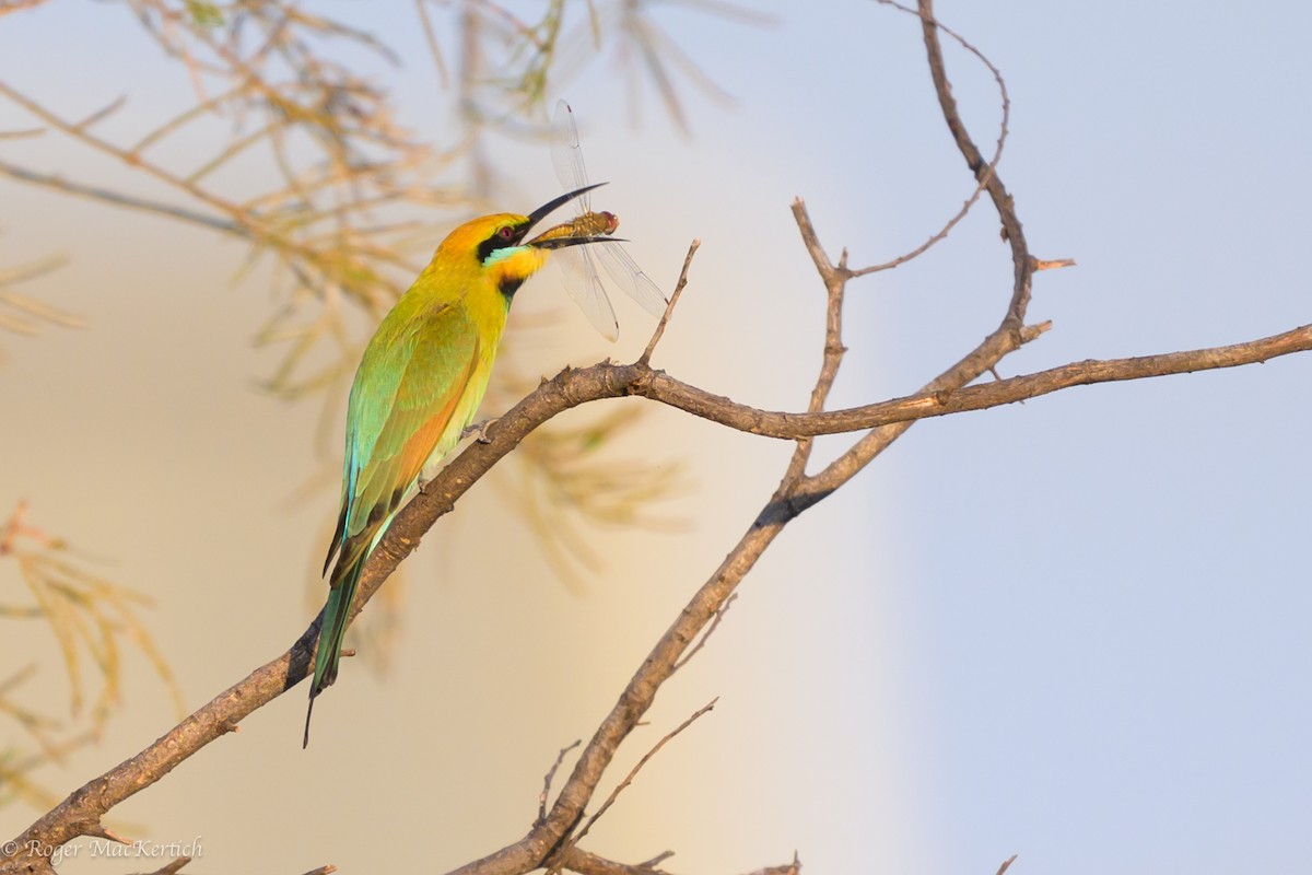 Rainbow Bee-eater - Roger MacKertich