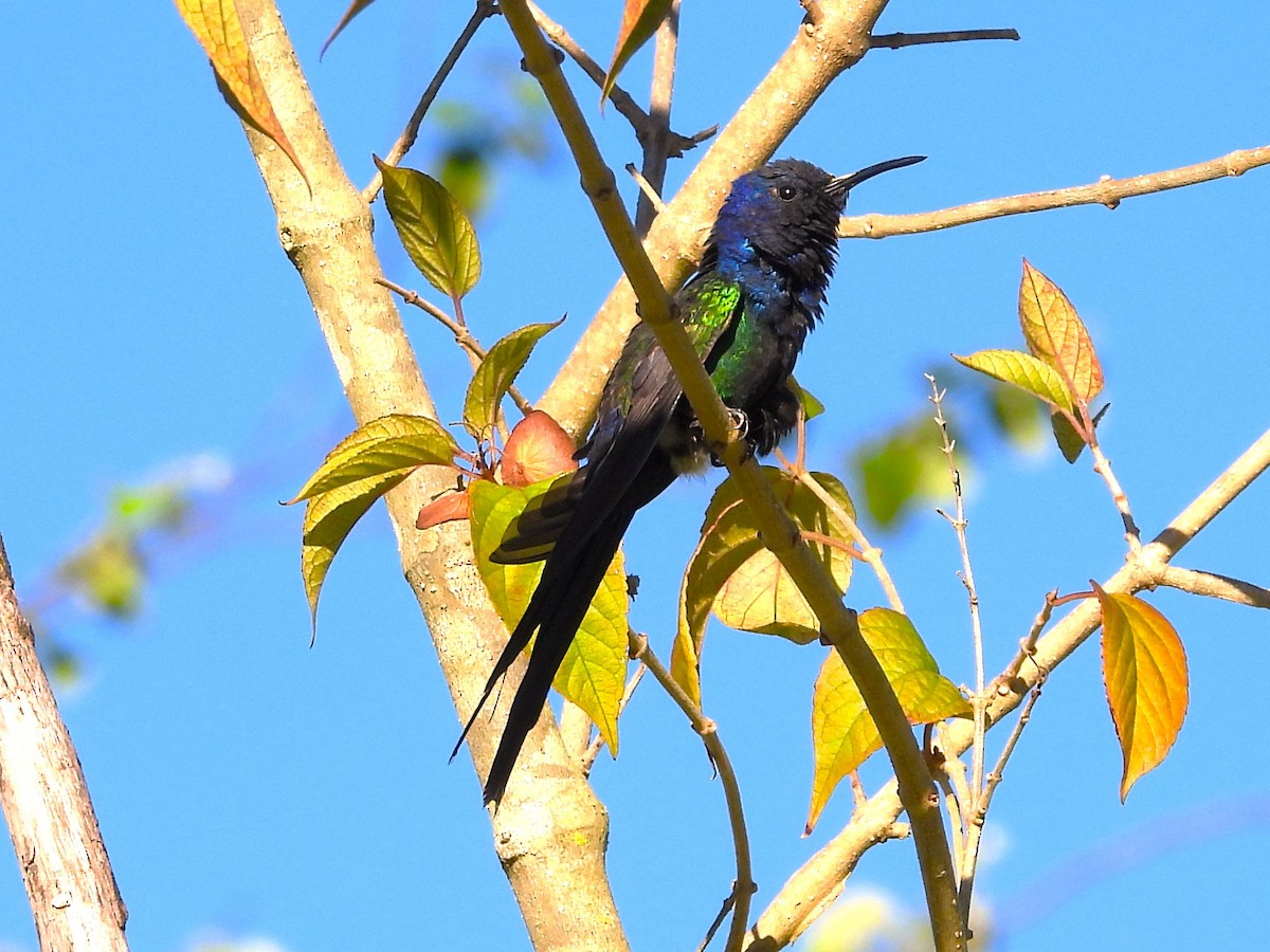 Swallow-tailed Hummingbird - ML617964445