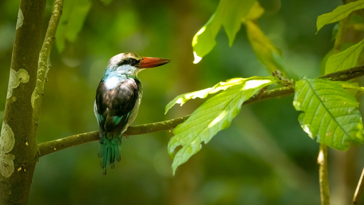 Blue-breasted Kingfisher - ML617964450