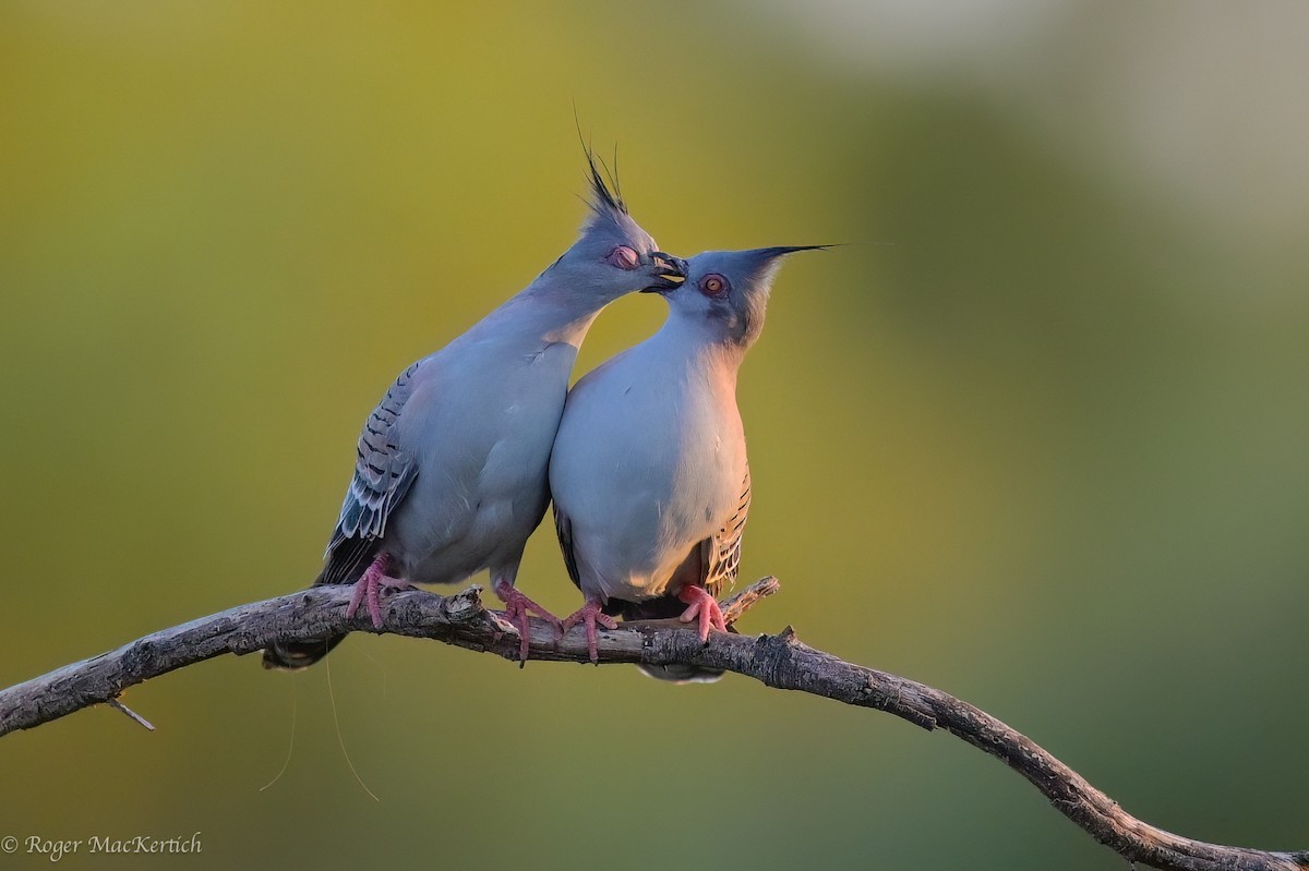 Crested Pigeon - ML617964453