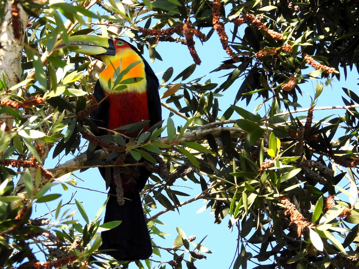 Red-breasted Toucan - ML617964460