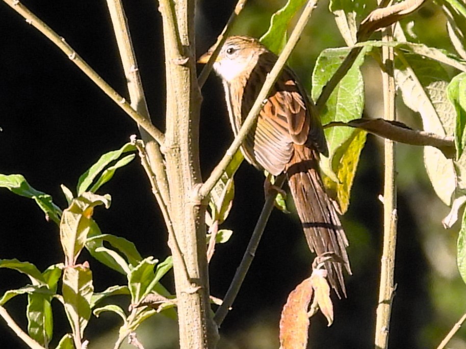 Chotoy Spinetail - ML617964472