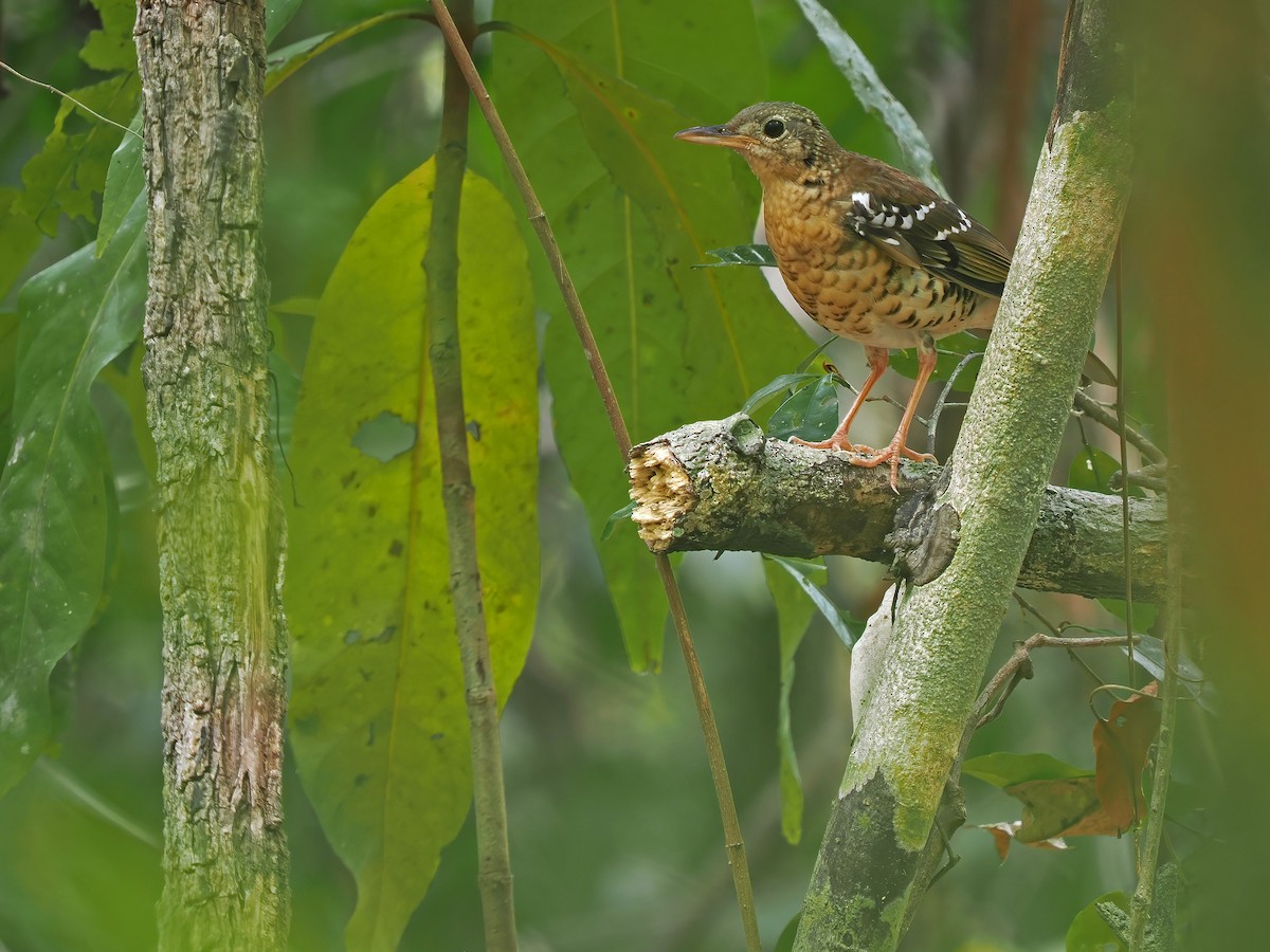 Fawn-breasted Thrush - ML617964480