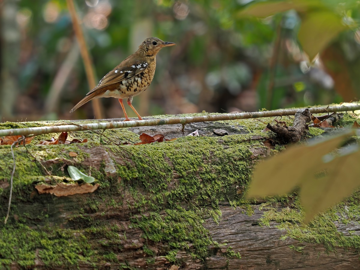 Fawn-breasted Thrush - ML617964481