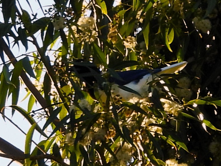 Curl-crested Jay - ML617964504