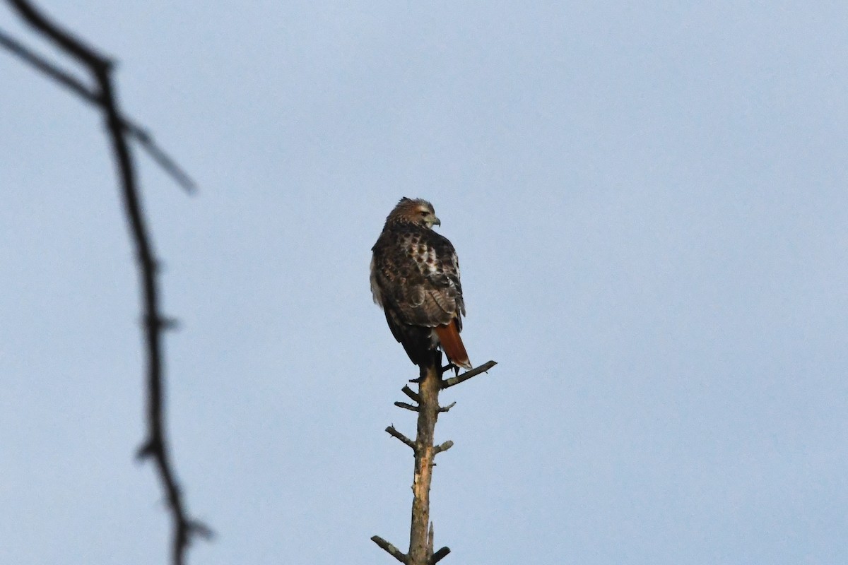 Red-tailed Hawk - ML617964509
