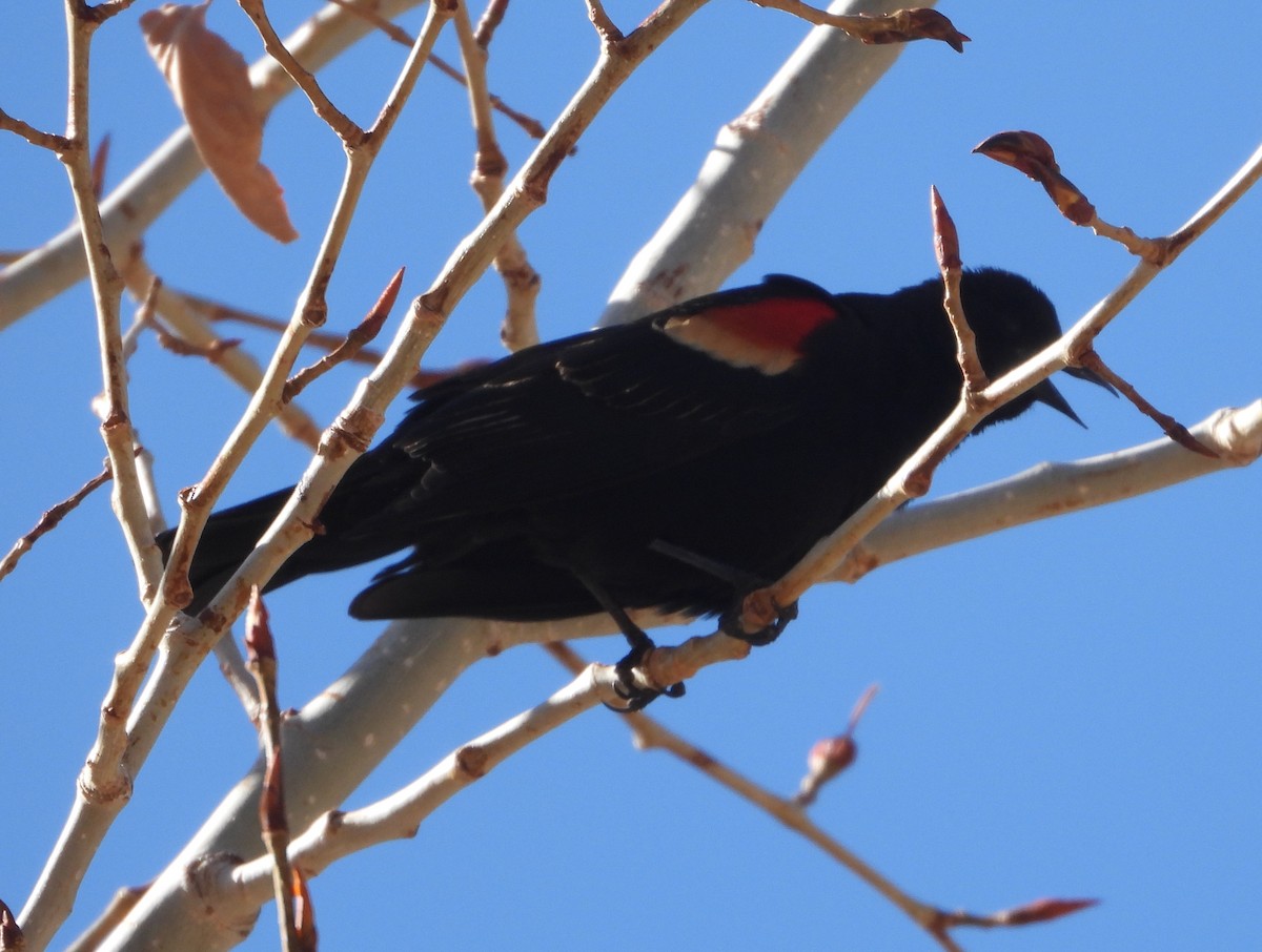 Red-winged Blackbird - ML617964516