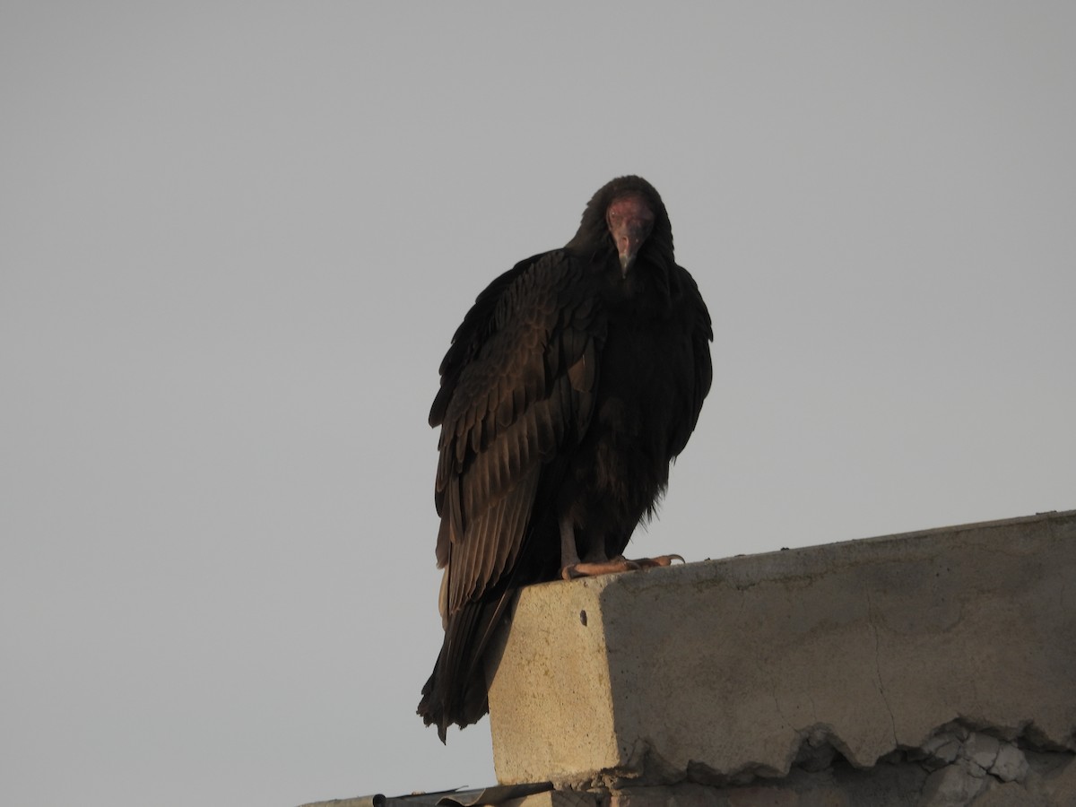 Turkey Vulture - ML617964523