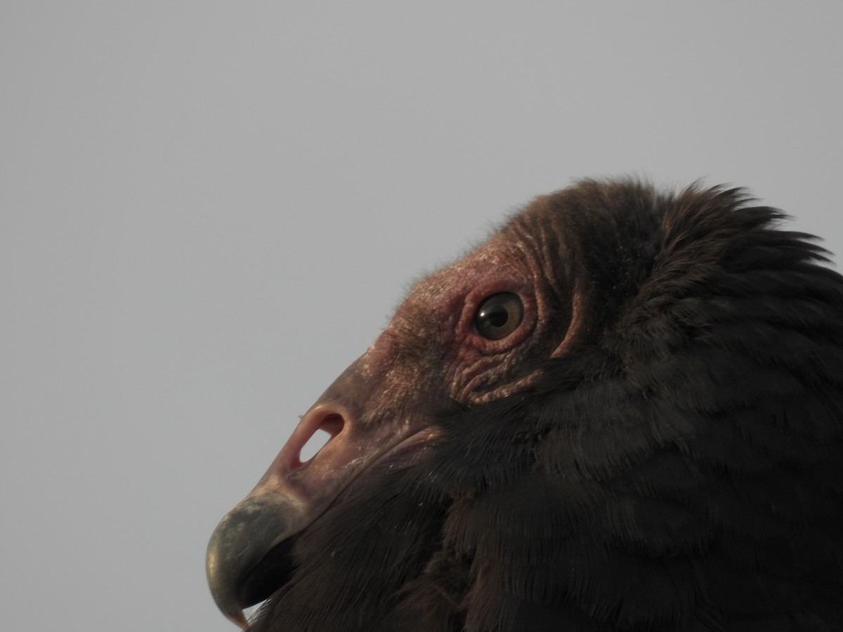 Turkey Vulture - ML617964524