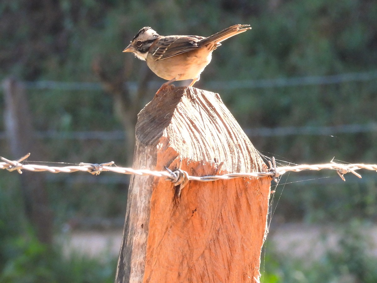 Rufous-collared Sparrow - ML617964526