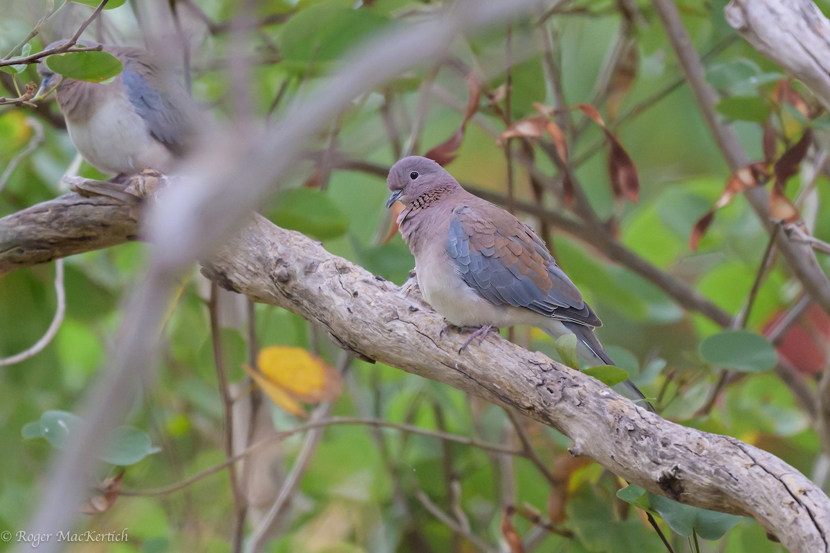 Laughing Dove - ML617964527