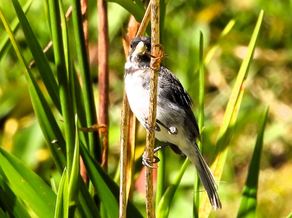 Double-collared Seedeater - ML617964544
