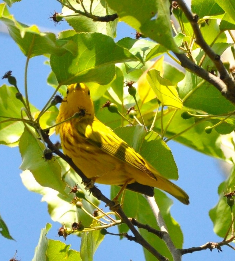 Yellow Warbler - ML617964590