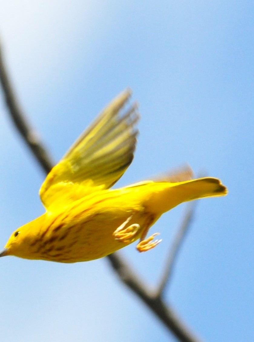 Yellow Warbler - ML617964593