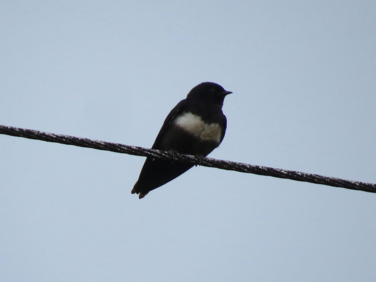 White-banded Swallow - ML617964599