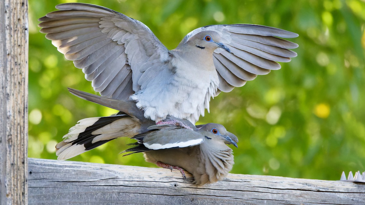 White-winged Dove - ML617964603