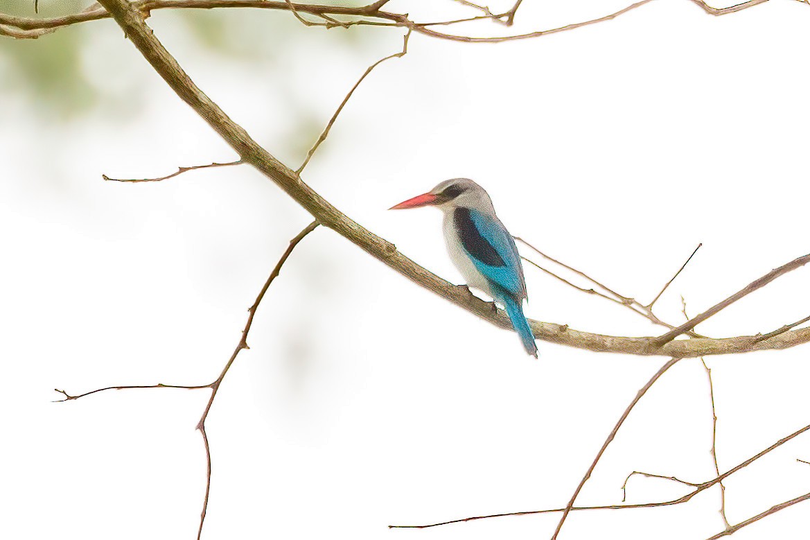 Woodland Kingfisher - Jeanne Verhulst