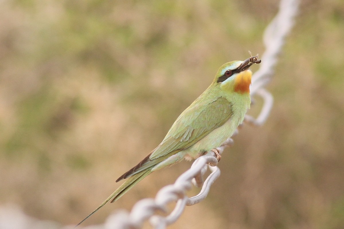 Blue-cheeked Bee-eater - ML617964632