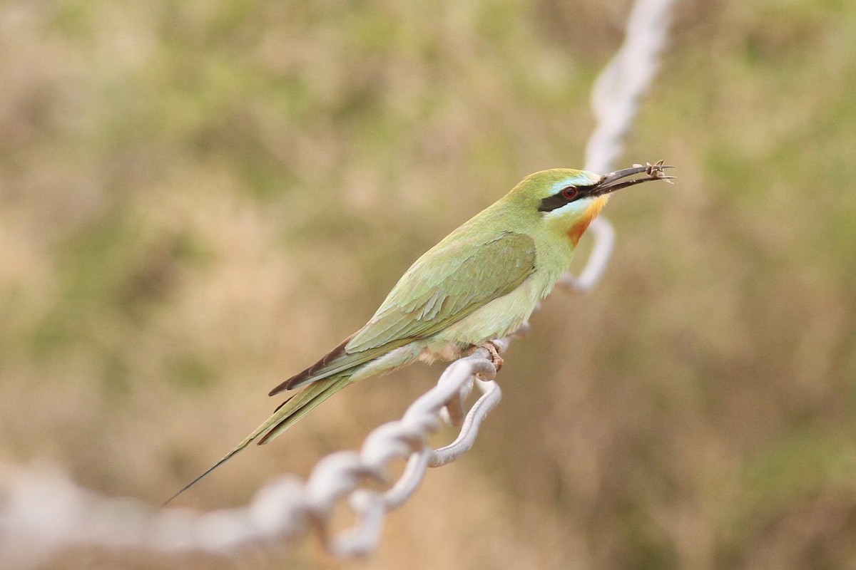 Blue-cheeked Bee-eater - ML617964633