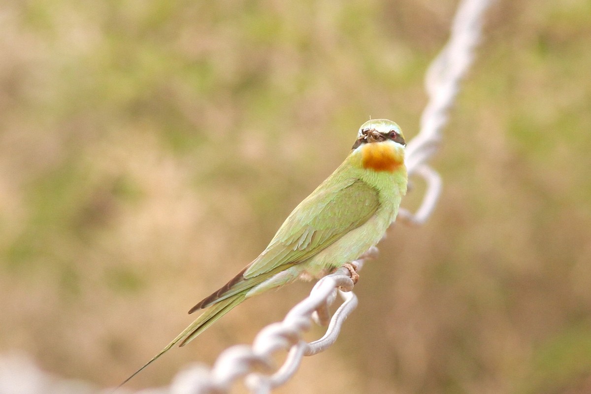 Blue-cheeked Bee-eater - ML617964634