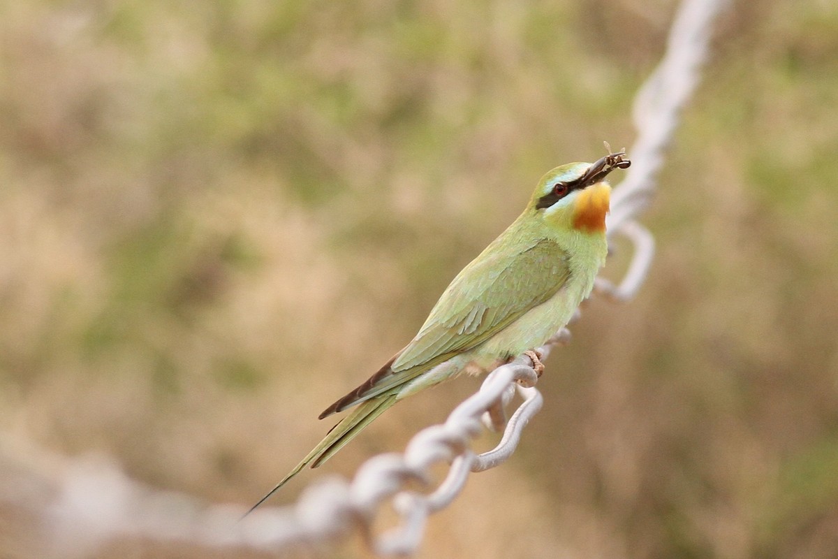 Blue-cheeked Bee-eater - ML617964635