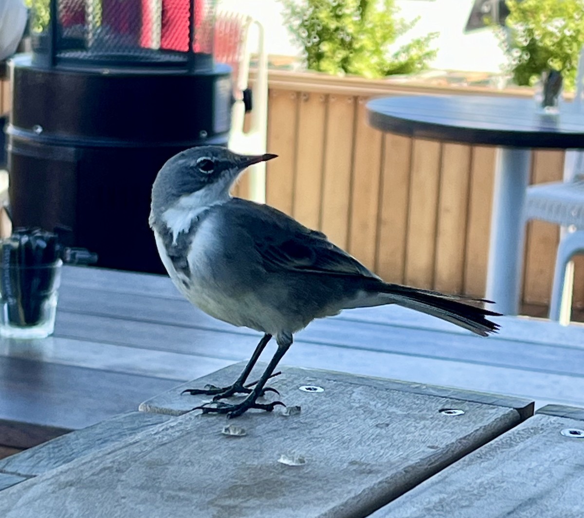 Cape Wagtail - ML617964646