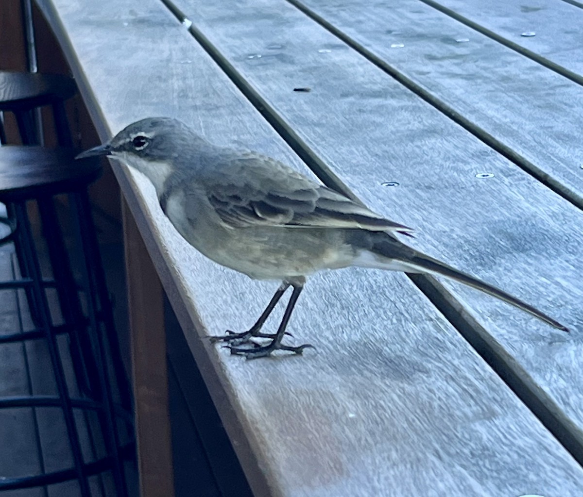 Cape Wagtail - ML617964647