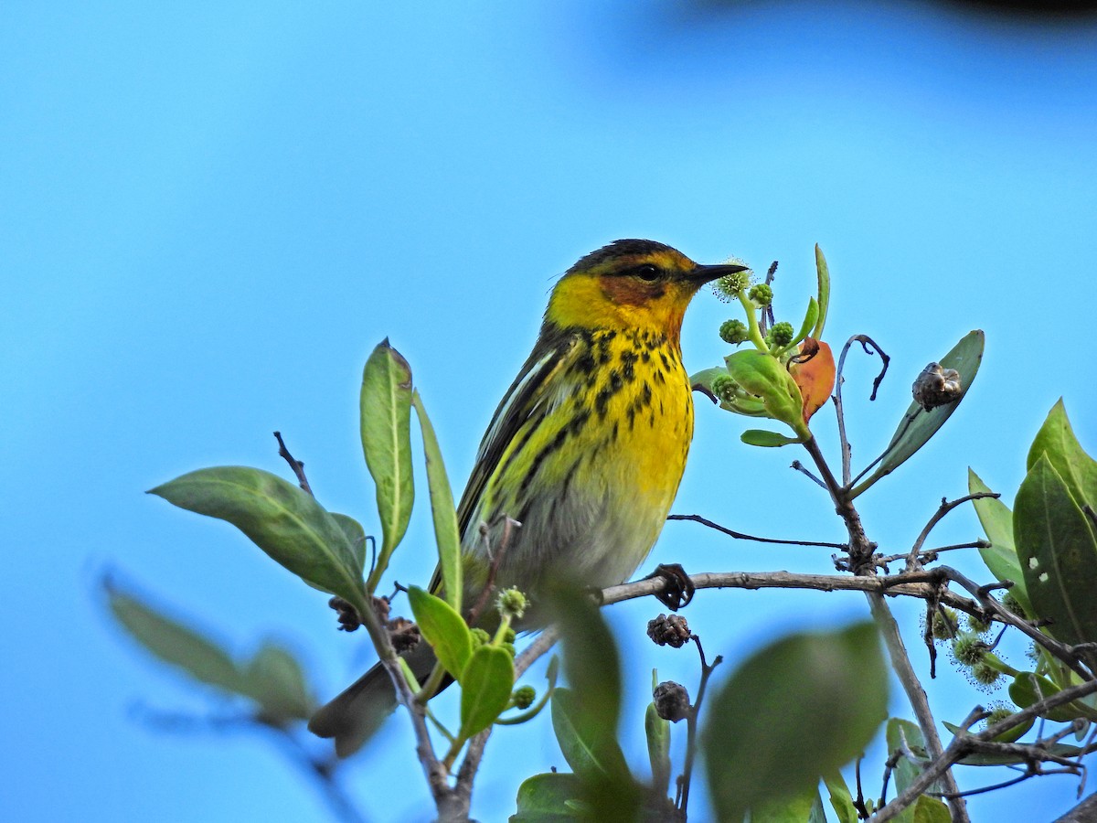 Cape May Warbler - ML617964648