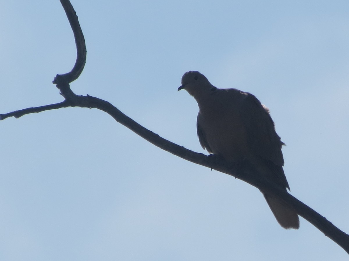 Laughing Dove - ML617964650