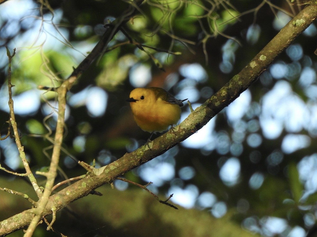 Prothonotary Warbler - ML617964651
