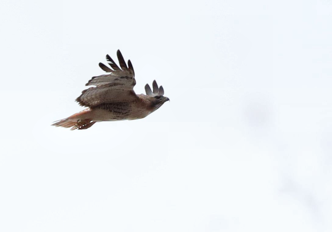 Red-tailed Hawk - ML617964692