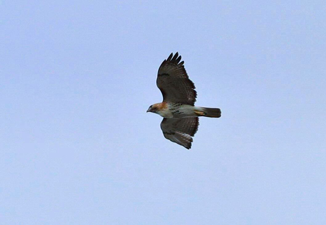 Red-tailed Hawk - ML617964693