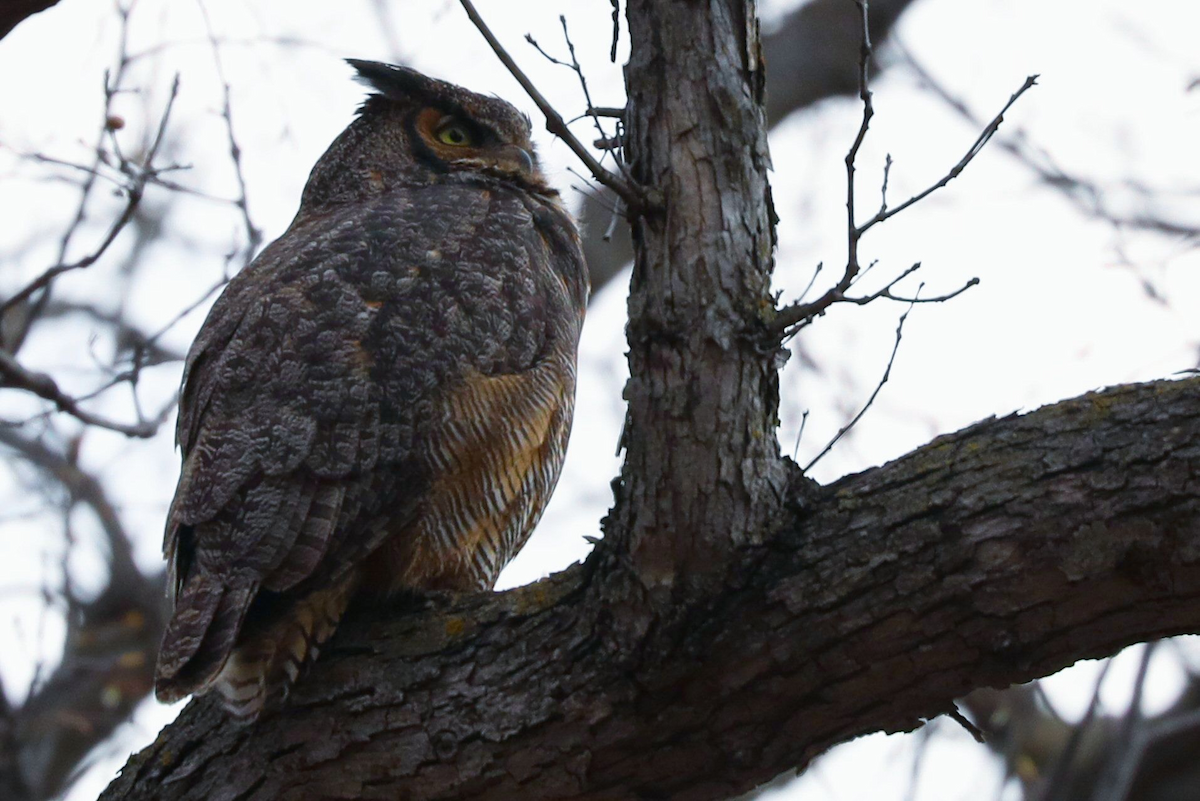 Great Horned Owl - ML617964698