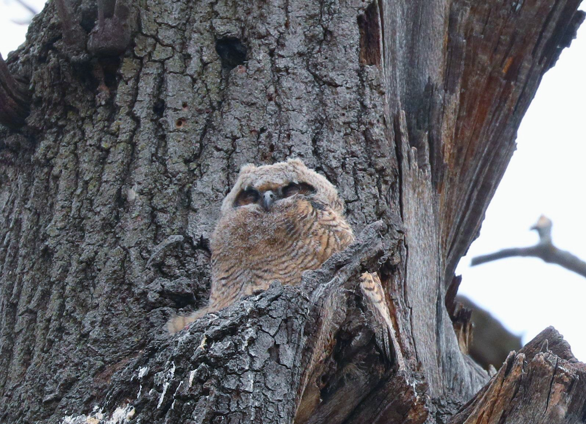 Great Horned Owl - ML617964699