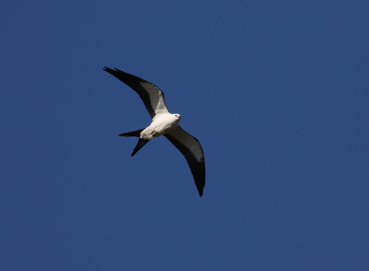 Swallow-tailed Kite - ML617964721