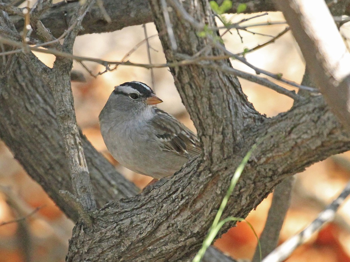 White-crowned Sparrow - ML617964753
