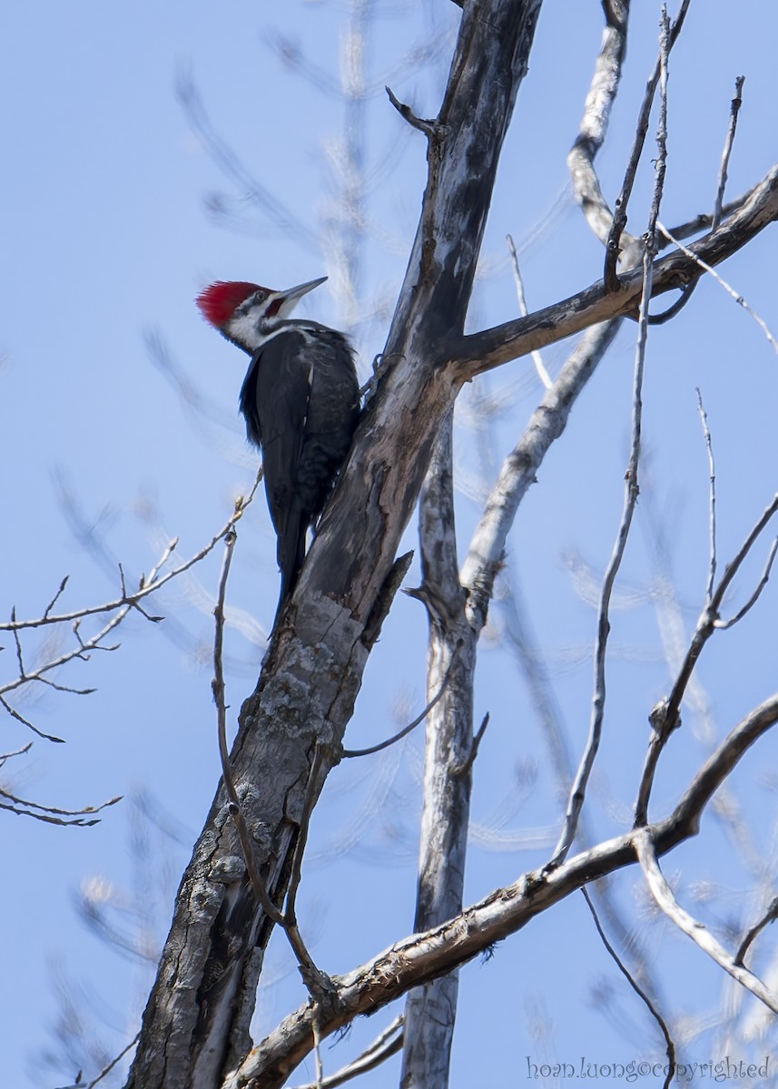 Pileated Woodpecker - hoan luong