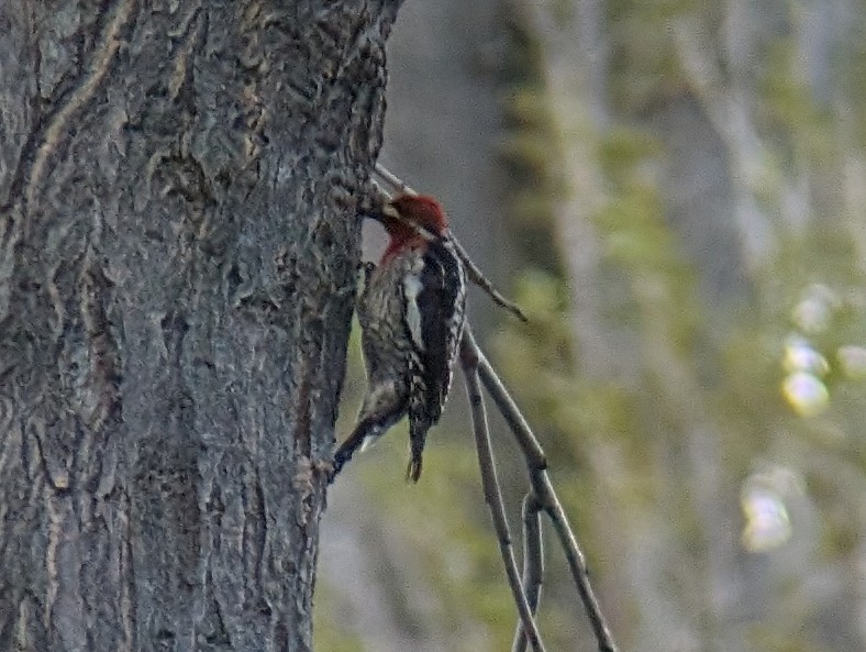 Red-naped x Red-breasted Sapsucker (hybrid) - ML617964772